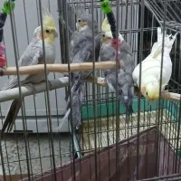 چهار عددعروس هلندی سالم|پرنده|هندمینی, |دیوار