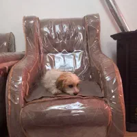 سگ شیتزو ۳ ماهه