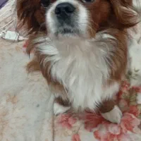 سگ شیتزو فلت 4/200