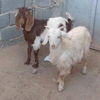 یک جفت بزغاله نر