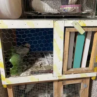 جفت کن ،قفس