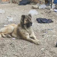 سگ سرابی نر