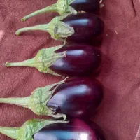 مگدوس مخلل و ترشی|خوردنی و آشامیدنی|قم, سراجه (۱۵ خرداد)|دیوار