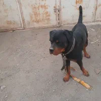 رتوایلر نر|سگ|تهران, آذری|دیوار