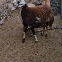 دوراس میش پلنگی