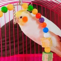 طوطی عروس هلندی لوتینو|پرنده|رشت, نخودچر|دیوار