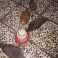 جوجه های محلی اصیل وجوجه گردن لخت کاکلی اصیل