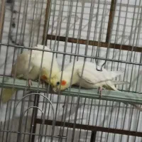 عروس هلندی .۳ ماهه