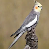 قبول سرپرستی پرندگان