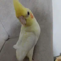 عروس هلندی 30 روزه|پرنده|نمین, |دیوار