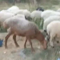 گوسفند خوب
