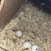 عروس هلندی سخنگو و عاقل