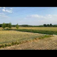 فروش شالیزار باراه اختصاصی وچاه آب