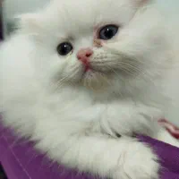 پرشین کلاسیک صورت عروسکی