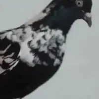 ماده شتری  مجسمه