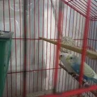 مرغ عشق هلندی