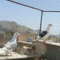 کبوتر دوکت آلمانی طاووسی