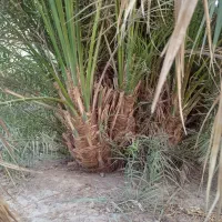 درخت مضافتی