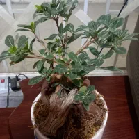 گل بنسای میخک هندی