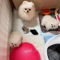 توله پامر اصیل بدون ایراد میکس نیست عکس مشخصه