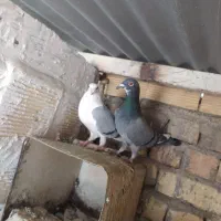 بوم پلاکی|پرنده|شاهین‌شهر, عطار|دیوار