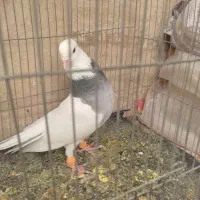 کبوتر|پرنده|شیراز, شهرک گلها|دیوار