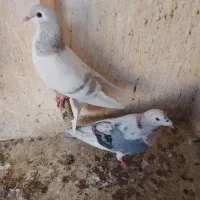 ساده لایه