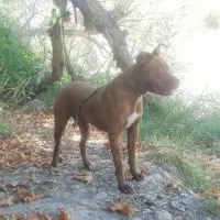 پیتبول استافورد  ماده