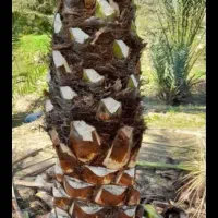 باعبانی وهرس کردن|خدمات باغبانی و درختکاری|اهواز, فاز ۲ پادادشهر|دیوار