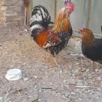 خروس گلین اصل وزیبا ارهمه لحاظ به شرط