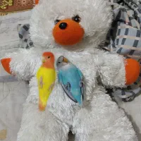 طوطی کوتوله اوپال فول دستی سخنگو