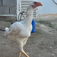 مرغ لاری نسلدار|حیوانات مزرعه|گمیشان, |دیوار