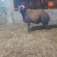 بره|حیوانات مزرعه|گرگان, |دیوار