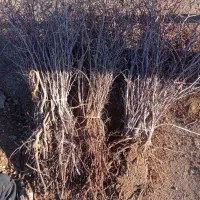 فروش وارسال نهال زرشک وعناب به سراسر کشور|خدمات باغبانی و درختکاری|قائن, |دیوار