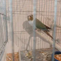 سانچیک گرینچیک فنچ نرگسی|پرنده|ماهدشت, |دیوار