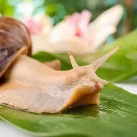 حلزون بالغ و مولد آچاتینا(فولیکا) و خاویار تازه