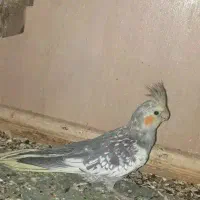 عروس هلندی|پرنده|اصفهان, احمدآباد|دیوار