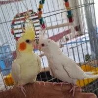 عروس هلندی دستی آلبینو لوتینو