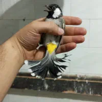 قناری|پرنده|شهرضا, |دیوار
