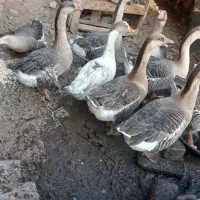 غاز اُردک خروس|حیوانات مزرعه|دشتابی, |دیوار