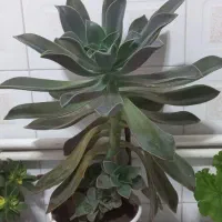 گلهای طبیعی وشاداب ابهر|گل و گیاه طبیعی|ابهر, |دیوار