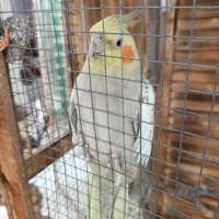 فروش یک عدد عروس هلندی