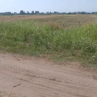 زمین کشاورزی برنج کاری ۶۰۰۰ متر در دهستان دستک|فروش زمین و ملک کلنگی|کیاشهر, |دیوار