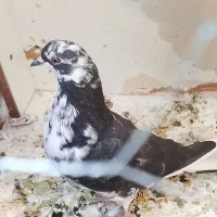 کفتر|پرنده|پاکدشت, پاکدشت (مامازند)|دیوار