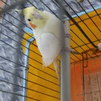 نروماده عروس هلندی|پرنده|مبارکه, |دیوار