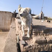 فروشی قیمت1نیم