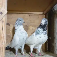 کبوتر پرشی غریب|پرنده|کوهدشت, |دیوار