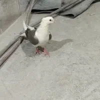 کبوتر شونی|پرنده|بروجرد, |دیوار