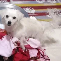 سگ پاکوتاه