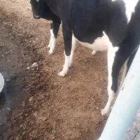 فروش گاو|حیوانات مزرعه|مسجد سلیمان, |دیوار